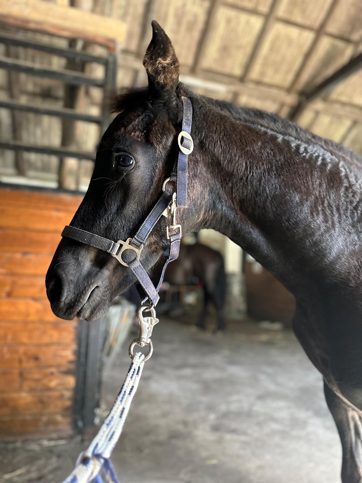 Barockpinto Malimos Dobby Downs billede 24