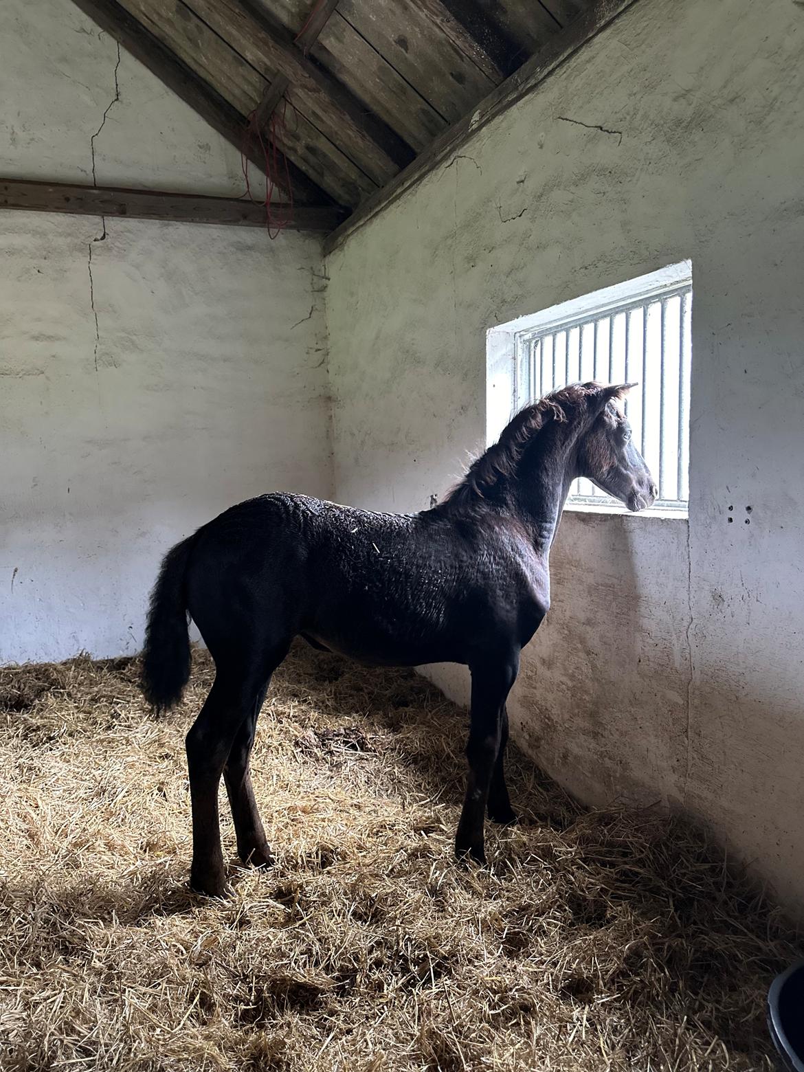 Barockpinto Malimos Dobby Downs billede 23