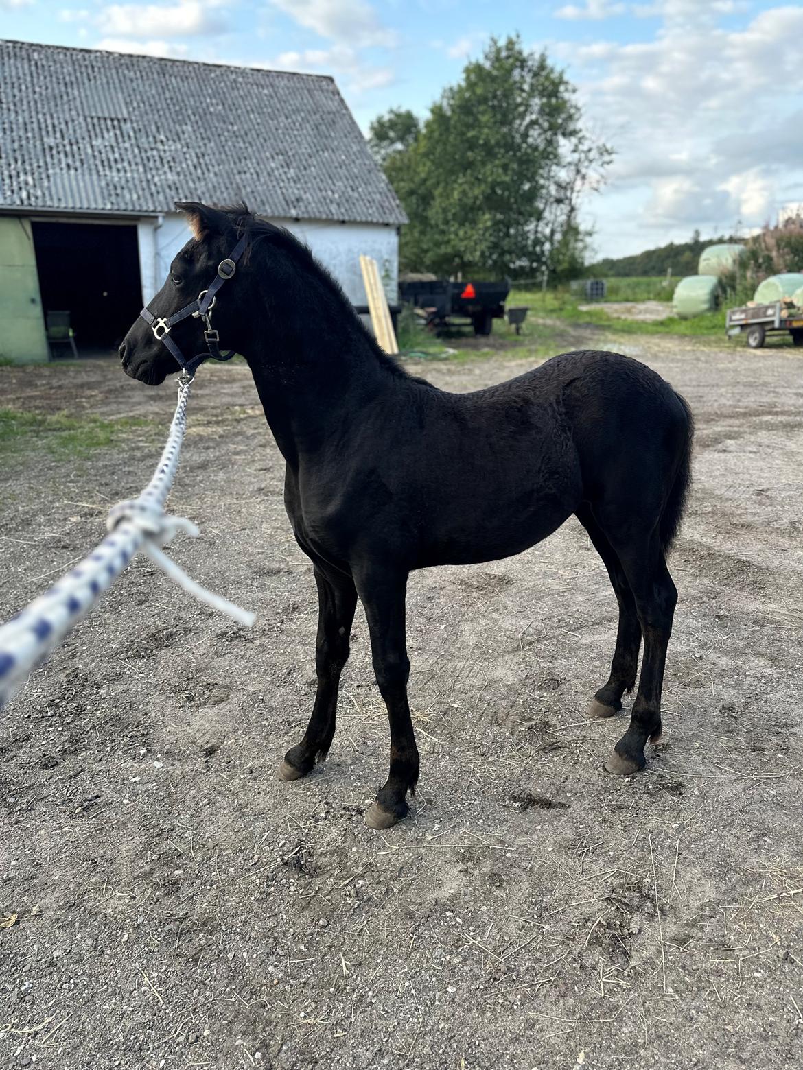 Barockpinto Malimos Dobby Downs billede 26