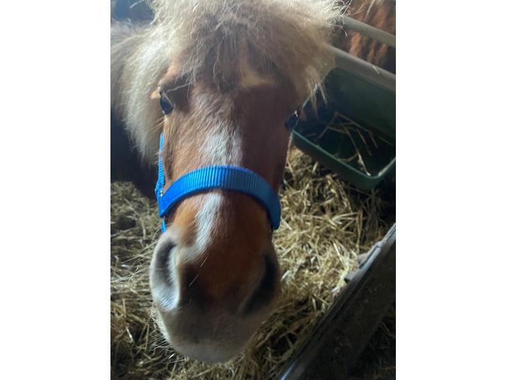 {{currentPhoto.altText}} billede {{currentPhoto.number}}