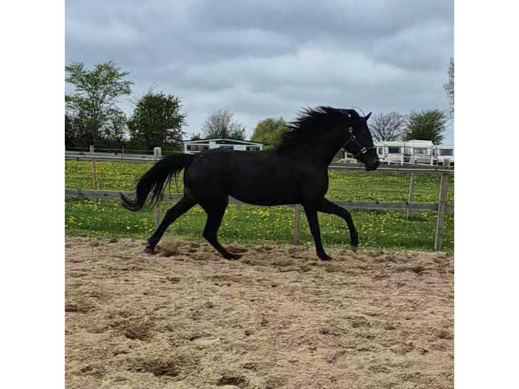 {{currentPhoto.altText}} billede {{currentPhoto.number}}