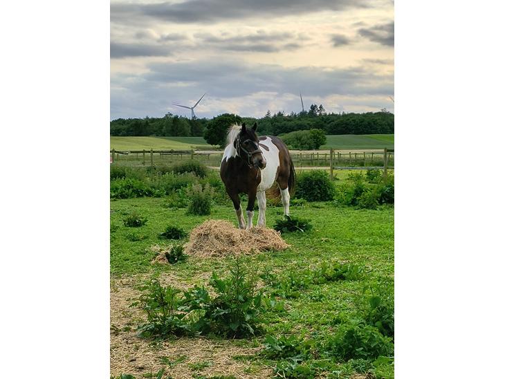 {{currentPhoto.altText}} billede {{currentPhoto.number}}