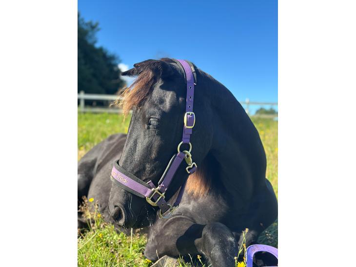 {{currentPhoto.altText}} billede {{currentPhoto.number}}