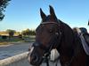 New Forest Athos