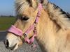 Fjordhest Golden stella