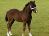 Welsh Pony af Cob-type (sec C) Skovly's Black Dancing Star