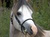 Welsh Mountain (sec A) Dany's reese