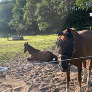 Zangersheide Nøragers Super size me