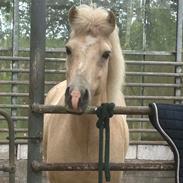 Islænder Dagur frá Halakoti