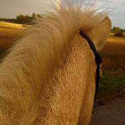 Islænder Dagur frá Halakoti