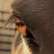 Islænder Dagur frá Halakoti