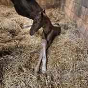 Dansk Varmblod Quality's Beauty