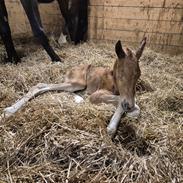 Dansk Varmblod Quality's Beauty