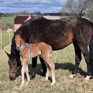 Dansk Varmblod Quality's Beauty