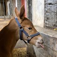 Dansk Varmblod Quality's Beauty