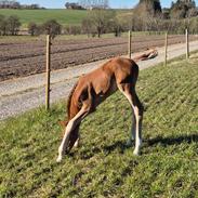 Dansk Varmblod Quality's Beauty