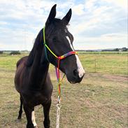 Dansk Varmblod Gørklintgårds Bikini