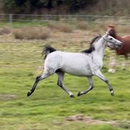 Anden særlig race Form's Daisy (2561)