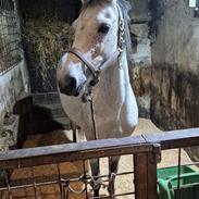 Anden særlig race Form's Daisy (2561)