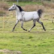 Anden særlig race Form's Daisy (2561)