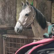 Anden særlig race Form's Daisy (2561)