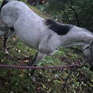 Anden særlig race Form's Daisy (2561)