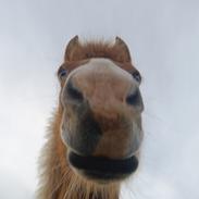 Islænder Lárus fra Skovstrupholm 