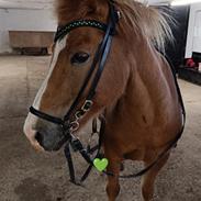 Islænder Lárus fra Skovstrupholm 