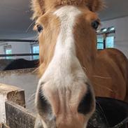 Islænder Lárus fra Skovstrupholm 