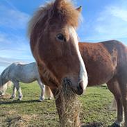 Islænder Lárus fra Skovstrupholm 