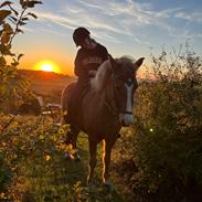 Islænder Lárus fra Skovstrupholm 