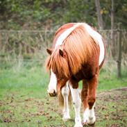 Anden særlig race Kofoeds Hidalgo O.C