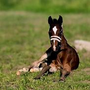 Barockpferd Grønvangs Vicodin | Viggo |