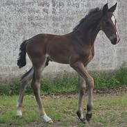 Barockpferd Grønvangs Vicodin | Viggo |