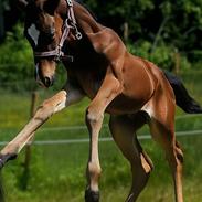 Barockpferd Grønvangs Vicodin | Viggo |