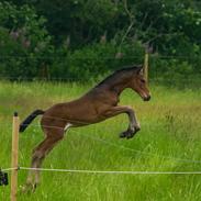 Barockpferd Grønvangs Vicodin | Viggo |