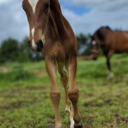 Barockpferd Grønvangs Vicodin | Viggo |