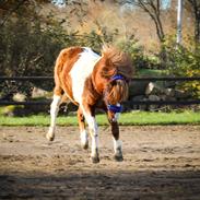 Anden særlig race Kofoeds Hidalgo O.C