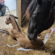 Pura Raza Española REY DE LUZ 