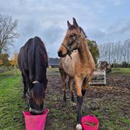 Pura Raza Española REY DE LUZ 