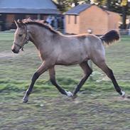 Pura Raza Española REY DE LUZ 