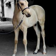 Pura Raza Española REY DE LUZ 