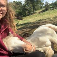 Welsh Partbred (Sec F) Tovdal’s Miss Ocean Pearl • Willow •