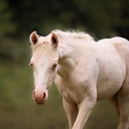 Welsh Partbred (Sec F) Tovdal’s Miss Ocean Pearl • Willow •