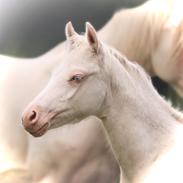 Welsh Partbred (Sec F) Tovdal’s Miss Ocean Pearl • Willow •