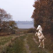 Welsh Partbred (Sec F) Tovdal’s Miss Ocean Pearl • Willow •