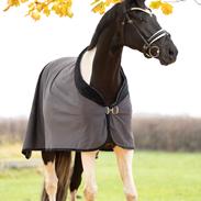 Pinto Haurums Rock Mann aka Rocky