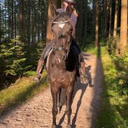 Dansk Varmblod Lady godiva