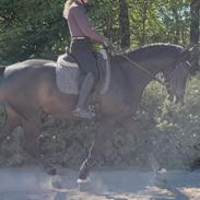 Dansk Varmblod Lady godiva