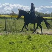 Dansk Varmblod Lady godiva